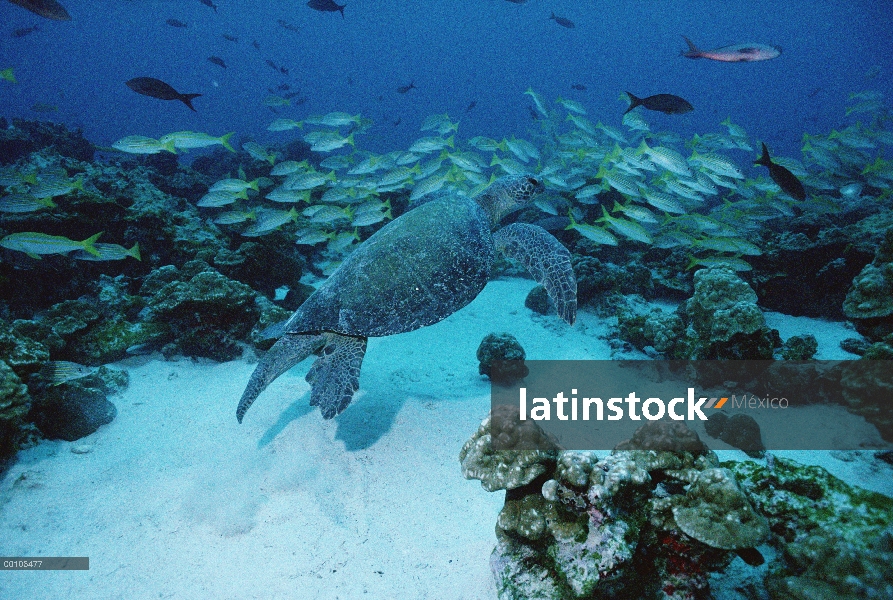 Tortuga del mar verde (mydas de Chelonia) natación en arrecifes de la isla del coco, Costa Rica