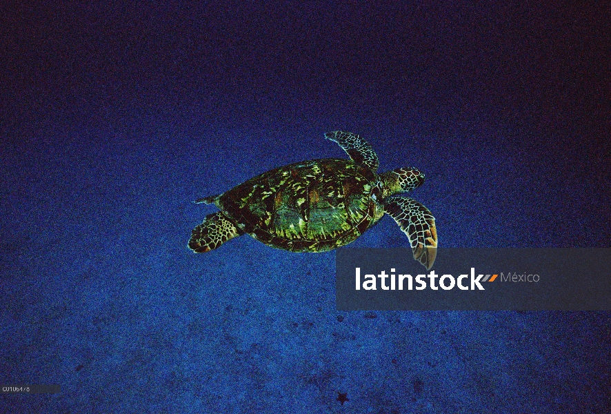 Tortuga del mar verde (mydas de Chelonia) nadar fuera de la isla del coco, Costa Rica