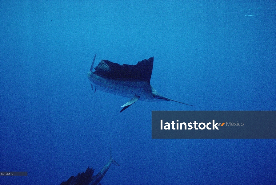 Pacífico pez vela (Istiophorus platypterus) natación en Isla Manuelita en el lado oeste de Isla del 