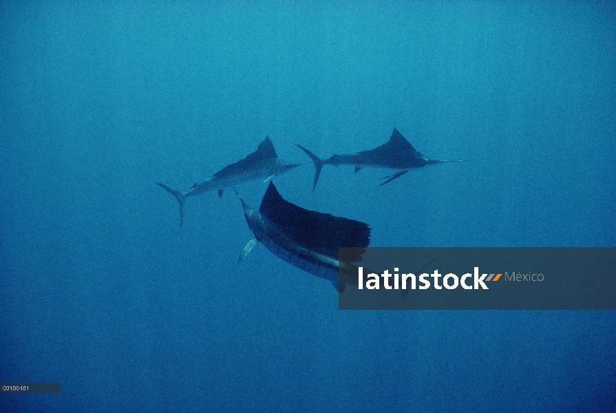 Trío de Pacífico pez vela (Istiophorus platypterus) natación en Isla Manuelita en el lado oeste de I