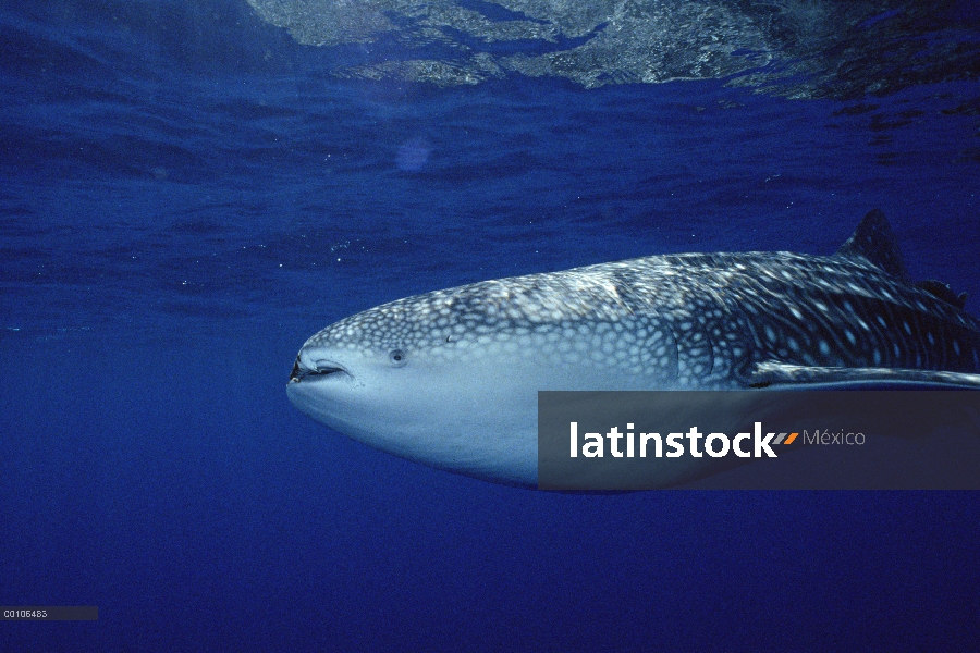 Retrato de tiburón ballena (Rhincodon typus), especie de tiburón más grande, Isla del coco, Costa Ri