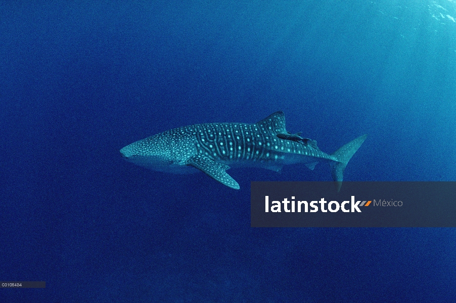 Retrato de tiburón ballena (Rhincodon typus), especie de tiburón más grande, Isla del coco, Costa Ri