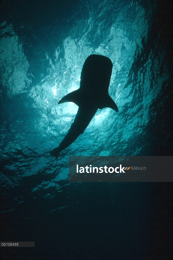 Tiburón ballena (Rhincodon typus) retrato silueta sol, especie de tiburón más grande, amenazado, Isl