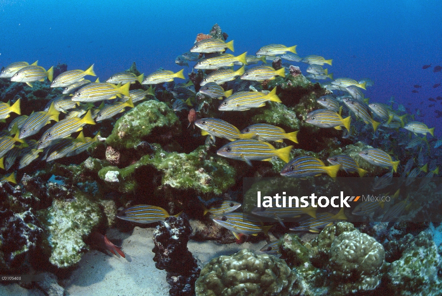 Escuela de reclutas (Haemulidae) a lo largo de arrecifes de coral, Isla del coco, Costa Rica