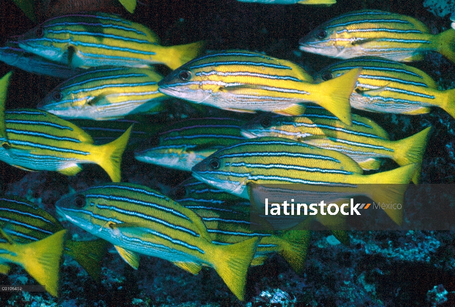 Escuela de reclutas (Haemulidae) a lo largo de arrecifes de coral, Isla del coco, Costa Rica