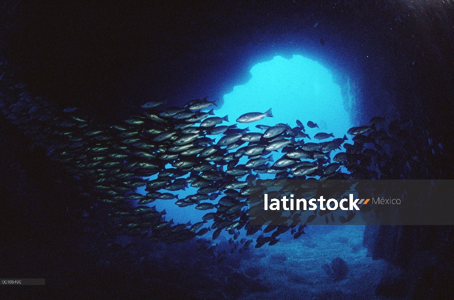 Escuela de peces a través de la cueva del mar en Los Amigos, la isla del coco, Costa Rica