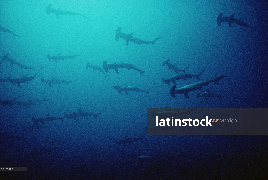 Escuela festoneada de tiburón martillo (Sphyrna lewini), Isla del coco, Costa Rica