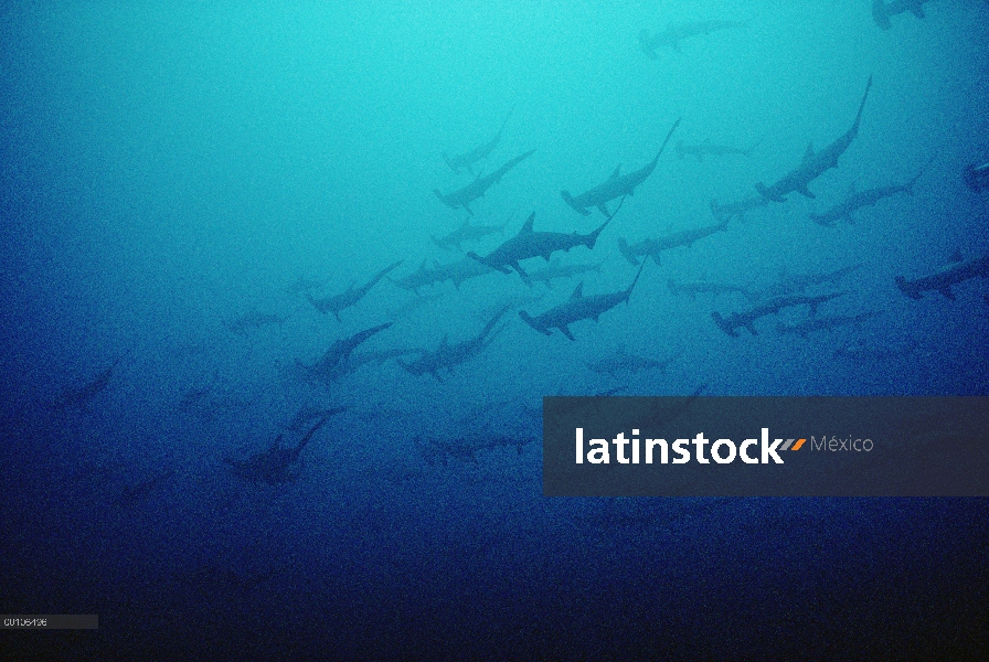 Escuela festoneada de tiburón martillo (Sphyrna lewini), Isla del coco, Costa Rica