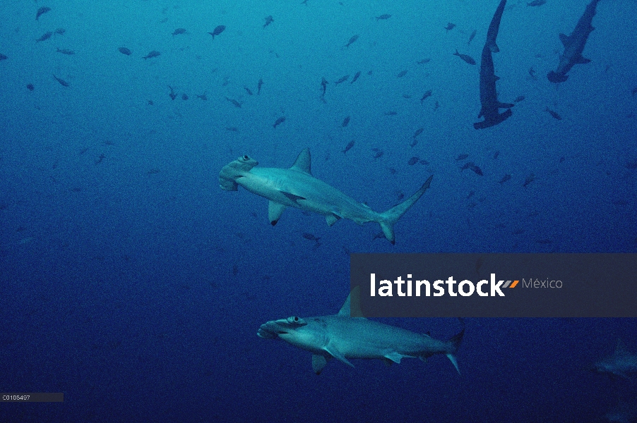 Escuela festoneada de tiburón martillo (Sphyrna lewini), Isla del coco, Costa Rica