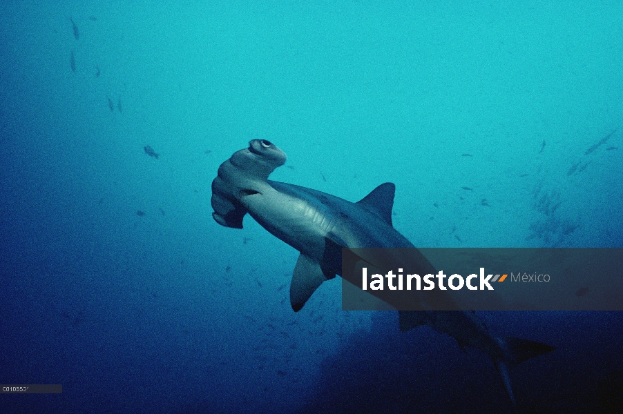 Retrato de tiburón martillo (Sphyrna lewini) festoneado, Isla del coco, Costa Rica