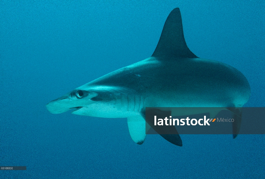 Retrato de tiburón martillo (Sphyrna lewini) festoneado, Isla del coco, Costa Rica