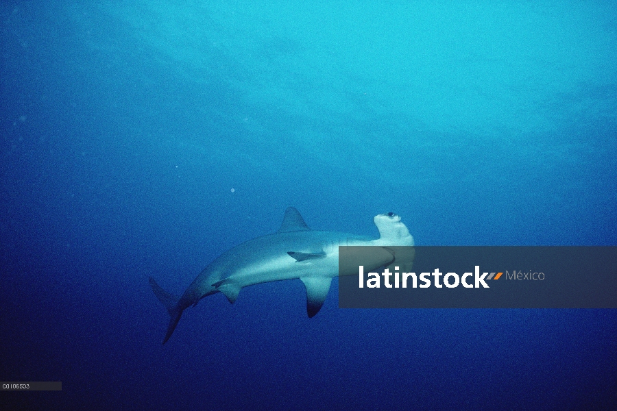 Retrato de tiburón martillo (Sphyrna lewini) festoneado, Isla del coco, Costa Rica