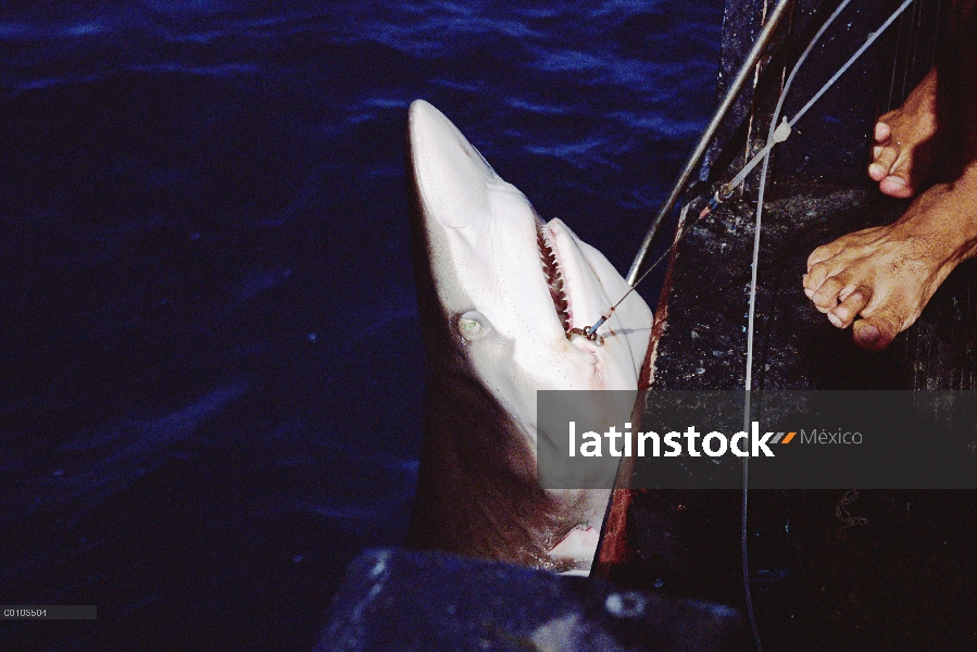 Atlantic Mako (Isurus oxyrhynchus) en línea, Isla del coco, Costa Rica