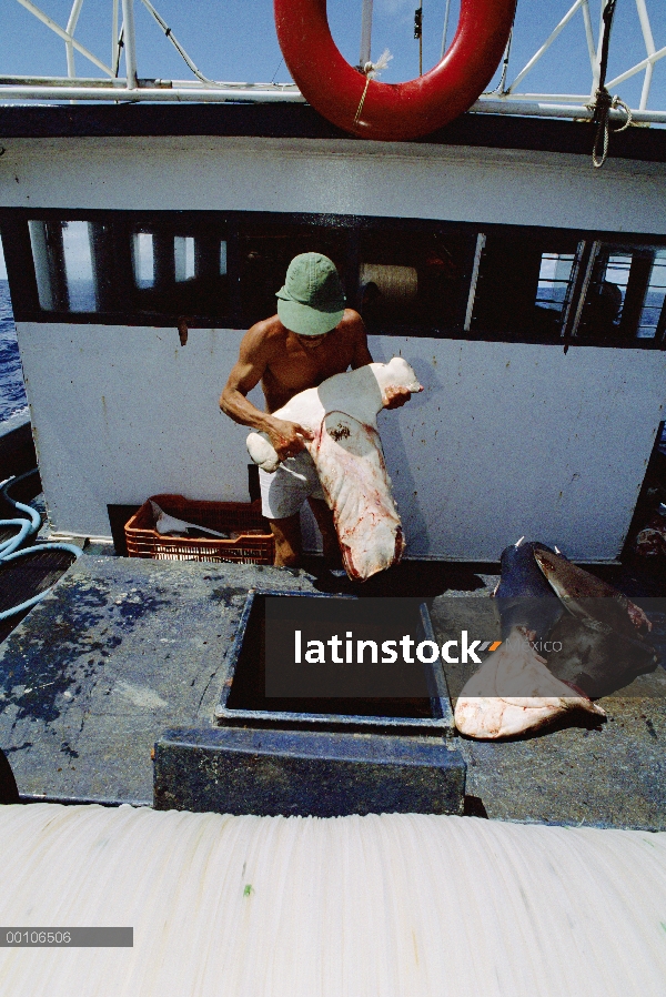 Festoneado tiburón martillo (Sphyrna lewini) capturados y cosechadas a bordo, Isla del coco, Costa R