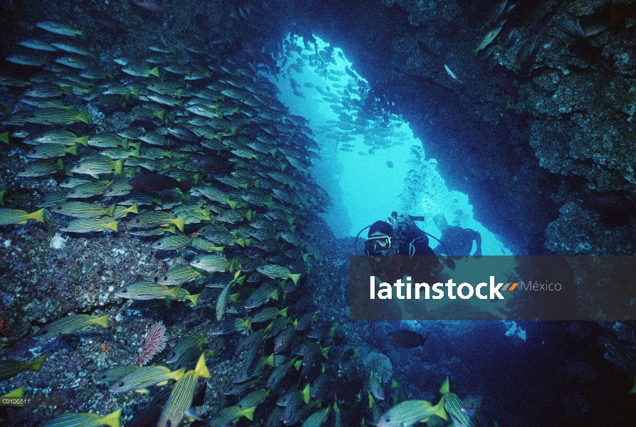 Dos buceadores, nadando en el mar de la cueva con gruñidos de escolaridad, Isla del coco, Costa Rica