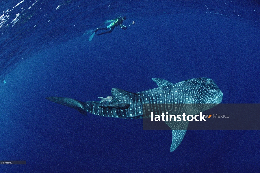 Tiburón ballena (Rhincodon typus) y buceador, Isla del coco, Costa Rica