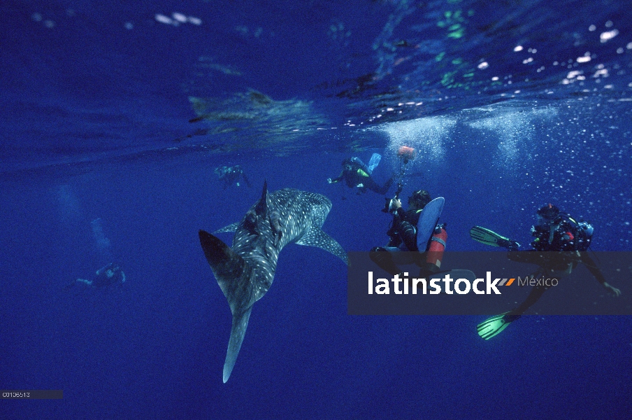 Tiburón ballena (Rhincodon typus) rodeado por varios buzos, amenazados, la isla del coco, Costa Rica