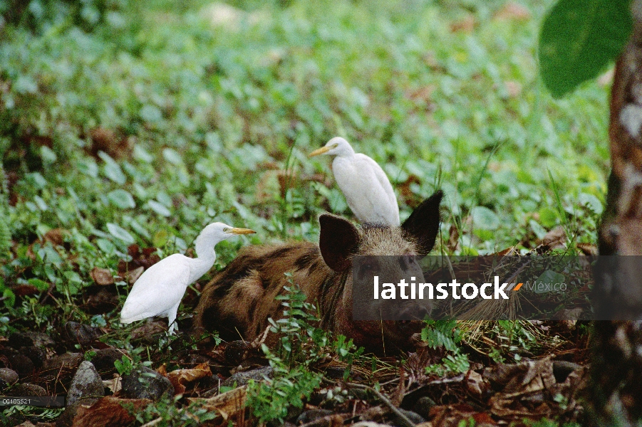 Cerdo salvaje (scrofa de sus) capturados por guardaparques con garcillas bueyeras, introducido espec