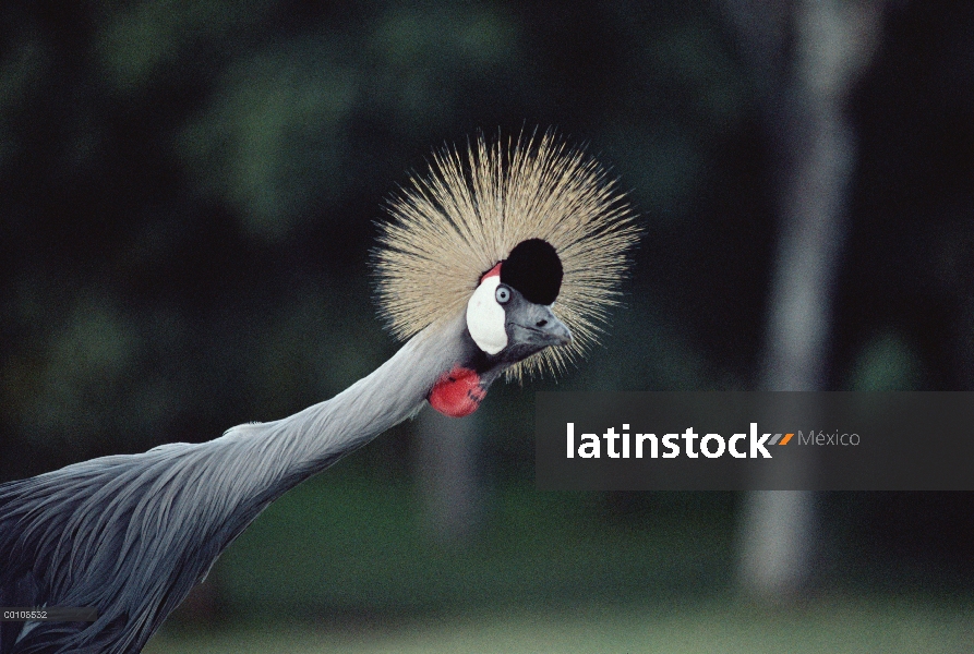 Retrato de la grulla de cabeza gris (Balearica regulorum), Kenia