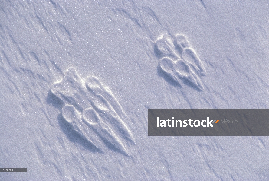 Lobo Ártico (Canis lupus) pistas en nieve, isla de Ellesmere, Nunavut, Canadá