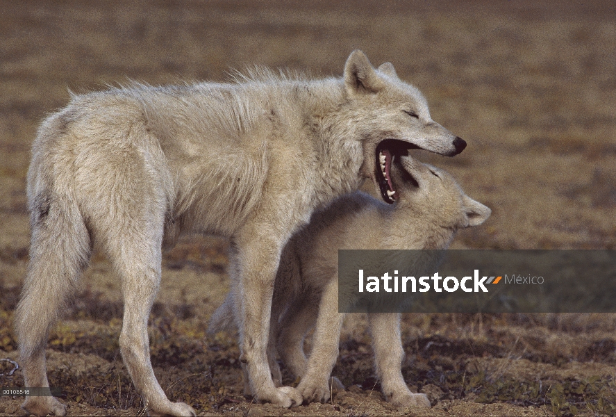 Lobo Ártico (Canis lupus) regurgitar comida para cachorro, isla de Ellesmere, Nunavut, Canadá