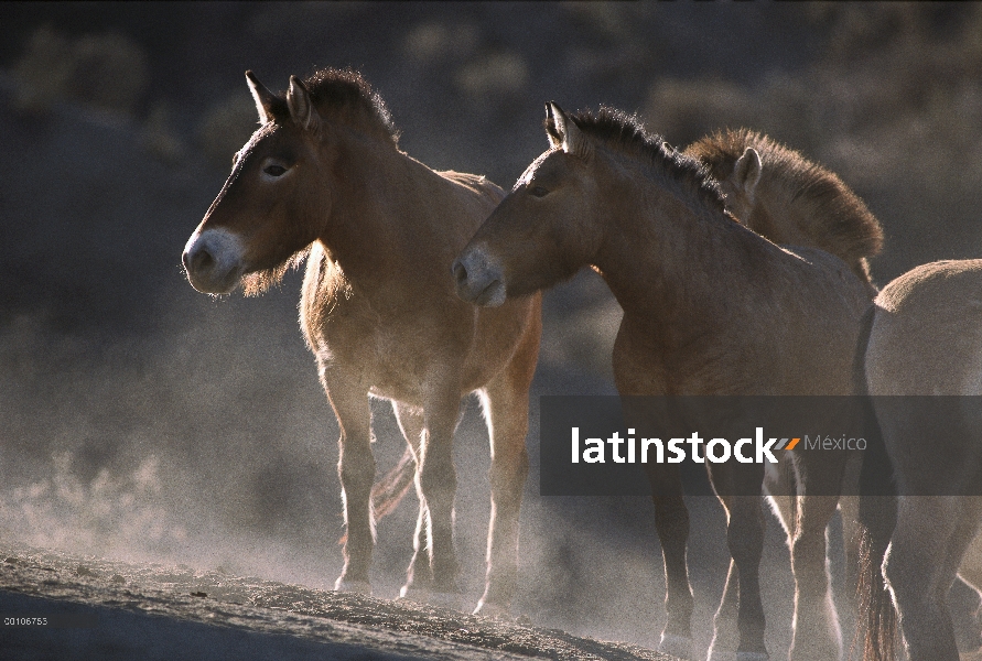 El caballo (Equus ferus przewalskii) manada, zoológico de San Diego, California de Przewalski