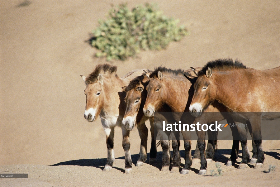 Grupo de Przewalski caballo (Equus ferus przewalskii), China