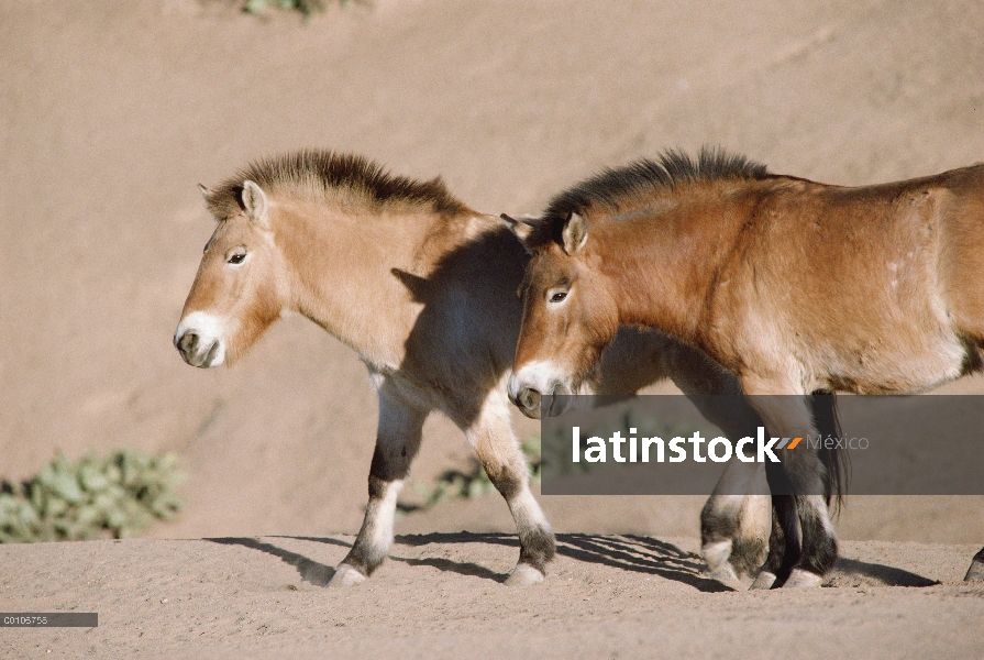 Par de Przewalski caballo (Equus ferus przewalskii), China