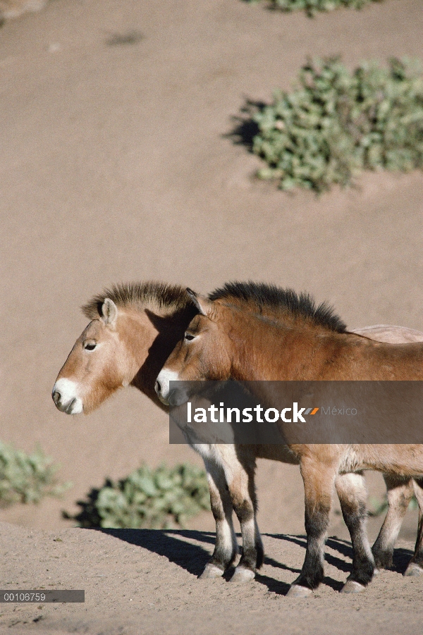 Par de Przewalski caballo (Equus ferus przewalskii), China