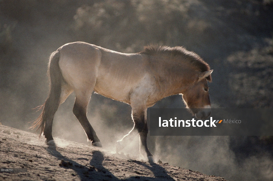 Caballo de Przewalski (przewalskii del ferus de Equus) caminar, parque zoológico de San Diego, Calif