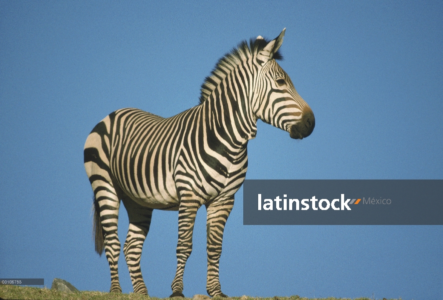 Retrato de cebra (Equus burchellii) de Burchell, África