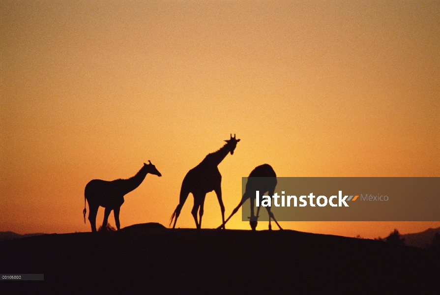 Trio de jirafas (Giraffa sp) Silueta al atardecer, nativo de África