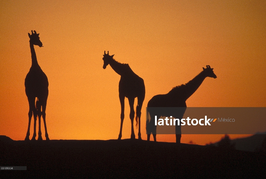 Trio de jirafas (Giraffa sp) Silueta al atardecer, nativo de África