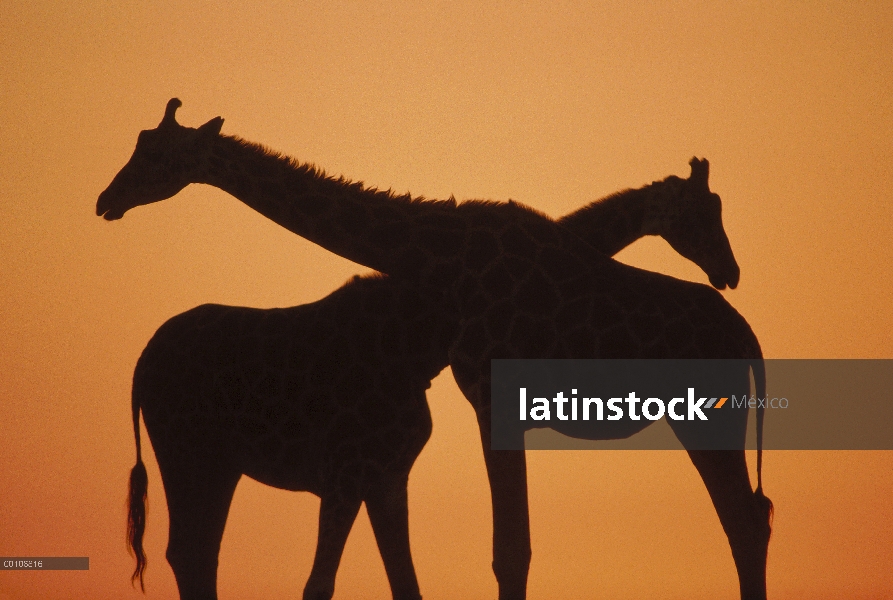 Par de jirafas (Giraffa sp) siluetas al atardecer, nativo de África