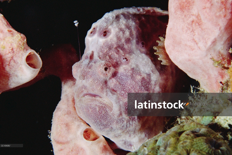 Pejesapo (Antennariidae) camuflado en medio de coral, Bonaire, Antillas Holandesas