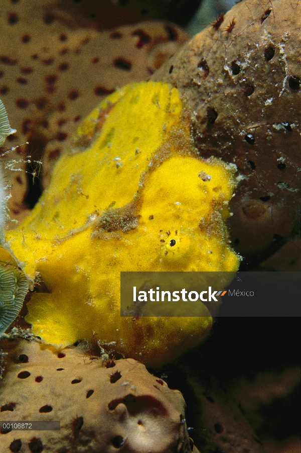 Pejesapo ocelado (Antennarius ocellatus) en espera de presa por sentado inmóvil, Bonaire, Venezuela
