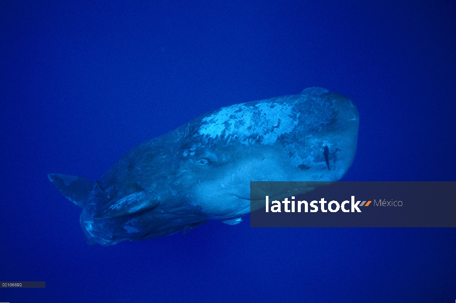 Cachalote (Physeter macrocephalus) ternero curioso, Dominica