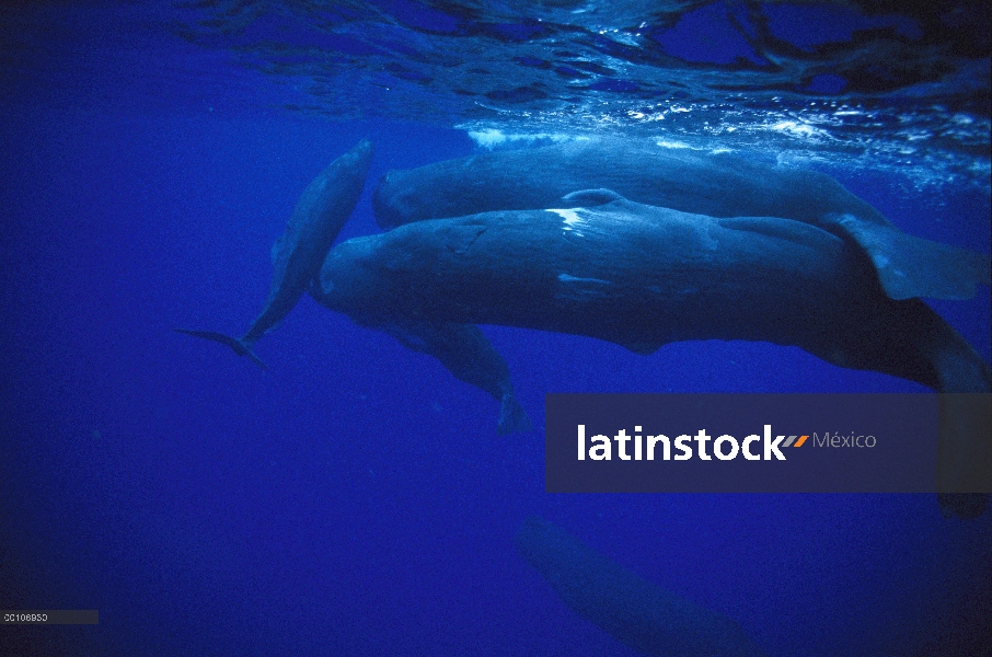 Cachalote (Physeter macrocephalus) machos nadan con las hembras y los jóvenes, Dominica