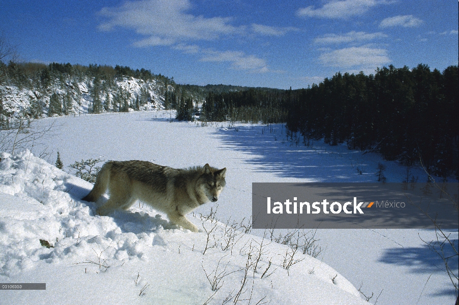 Lobo (Canis lupus) con vistas al lago congelado, Superior Nacional Forest, Minnesota