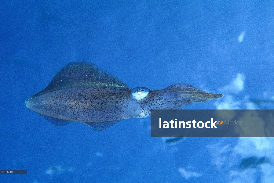 Calamar (Sepioteuthis sp) nadar bajo el agua, Bonaire, Antillas Holandesas