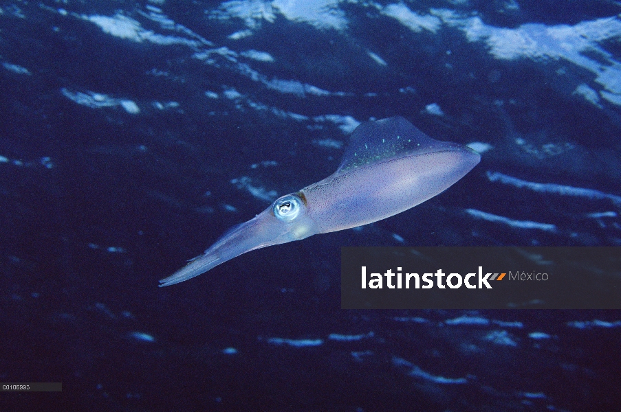 Retrato de calamar, Bonaire, Antillas Holandesas