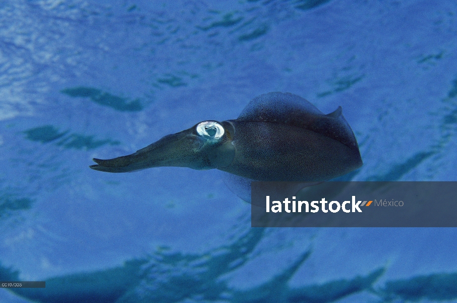 Retrato de calamar, Bonaire, Antillas Holandesas