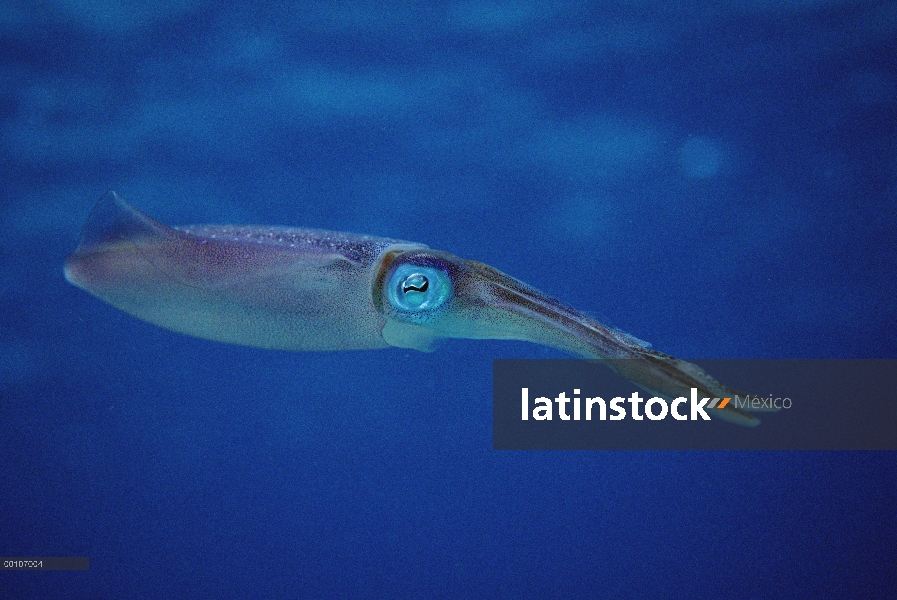 Retrato de calamar, Bonaire, Antillas Holandesas