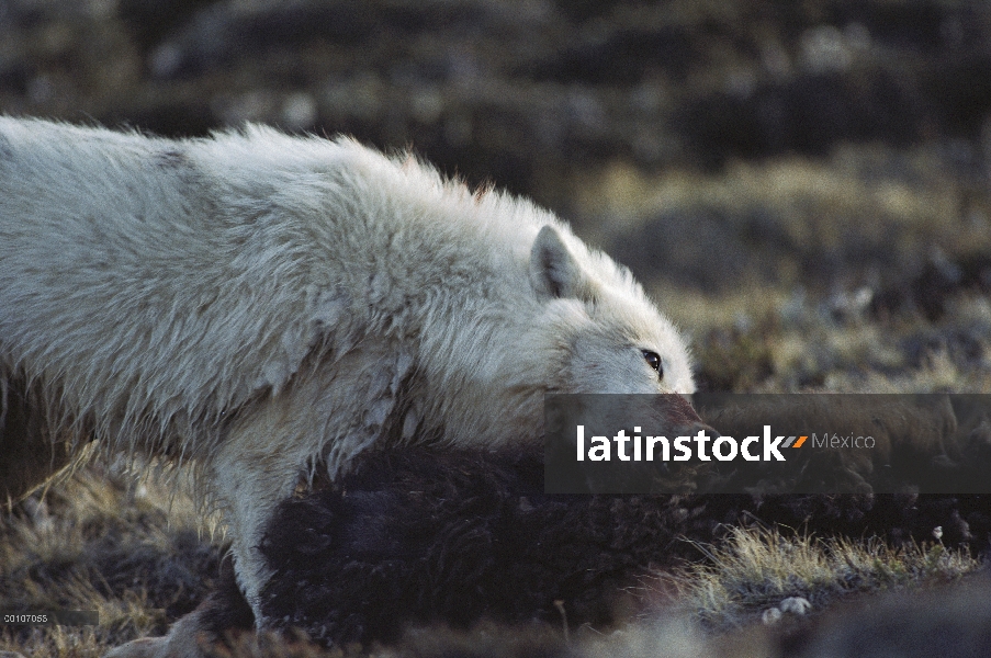 Lobo Ártico (Canis lupus) alimentándose de buey almizclero (Ovibos moschatus), isla de Ellesmere, Nu