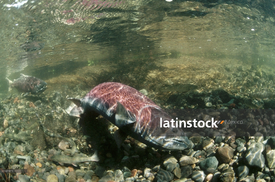 Desove de salmón Chinook (Oncorhynchus tshawytscha) con no nativos Bull Trout (Salvelinus malma malm