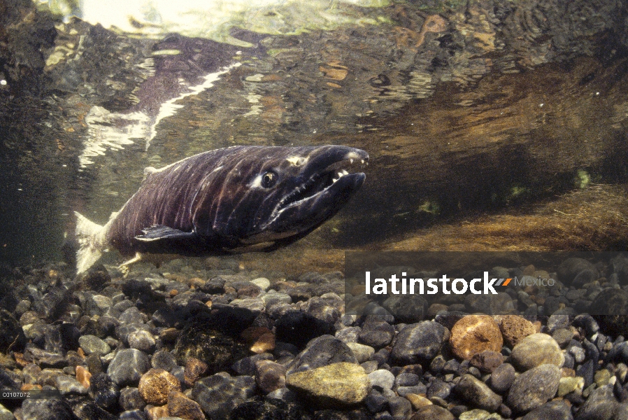 Salmón Chinook (Oncorhynchus tshawytscha) desove, Alaska