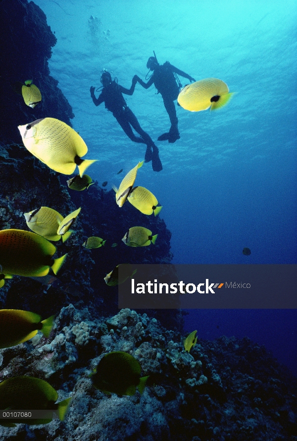 Dos buzos en el arrecife de coral con peces tropicales, Hawaii