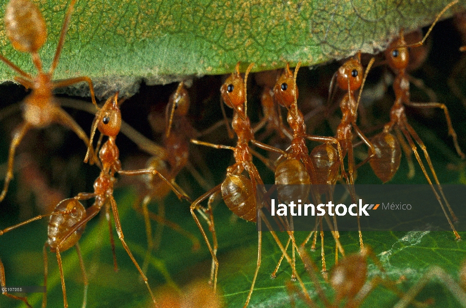 Grupo de hormiga tejedora (Oecophylla longinoda) reparando el nido de hojas, Papua Nueva Guinea