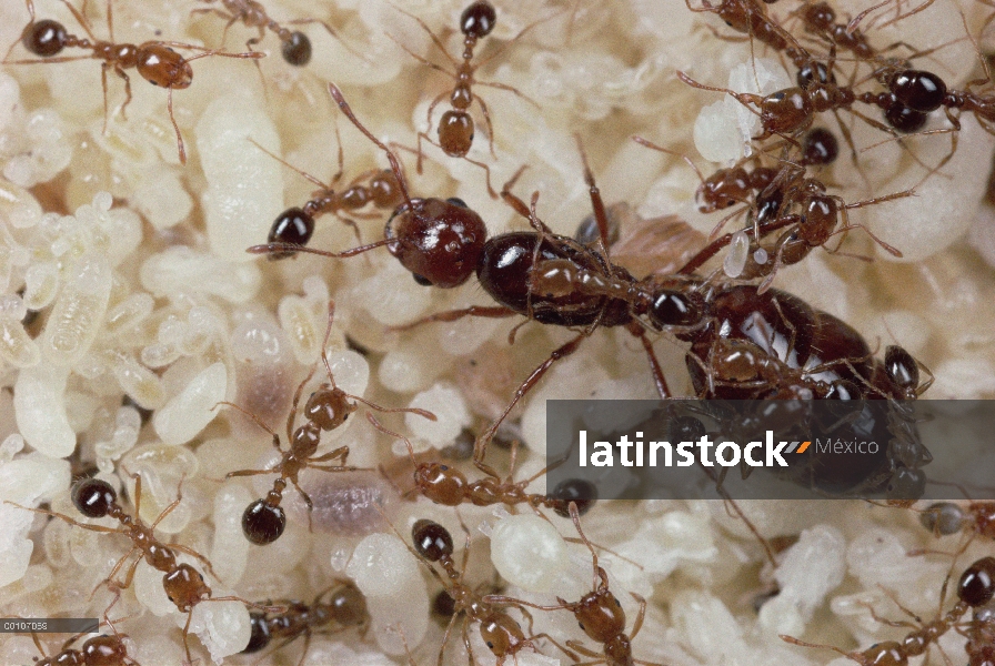 Nido de hormigas de fuego (Solenopsis geminata) mostrando gran reina, los trabajadores y pupa, Flori