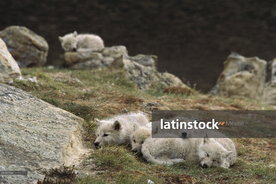 Lobo Ártico (Canis lupus) cachorros durmiendo, isla de Ellesmere, Nunavut, Canadá